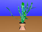 A pot of plant